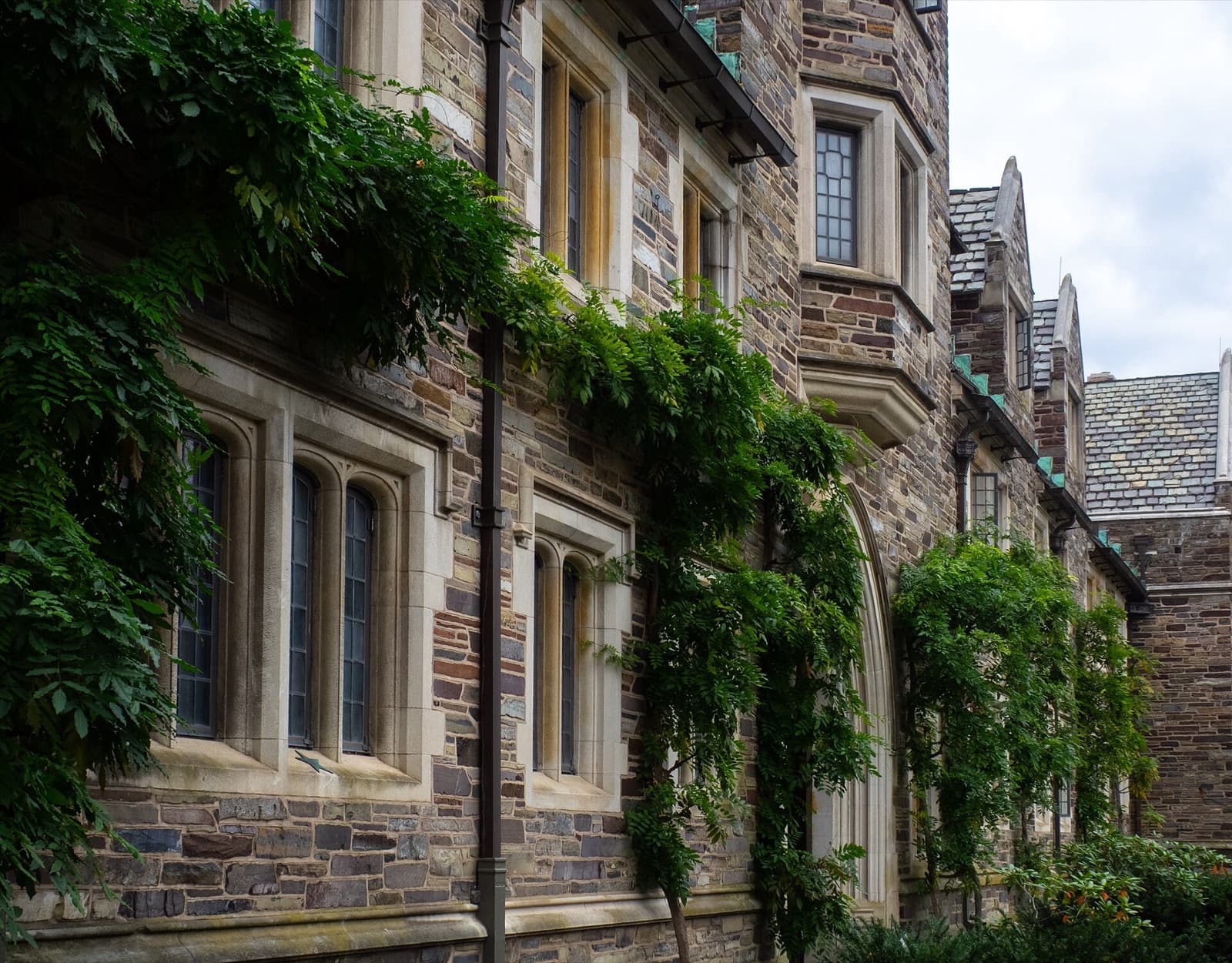 Princeton kampüsünde sarmaşık kaplı bina